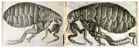 Robert Hooke, Flea from Micrographia, 1665, copperplate print (left ...