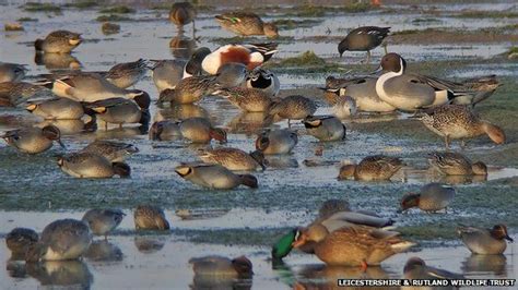 Rutland Water Tops Countryfile Best Nature Reserves List Bbc News