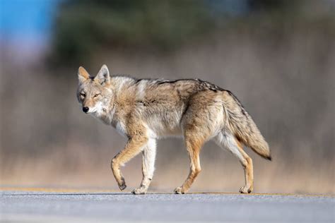 Coyotes in South Dakota: Ecological Impact & Hunting Regulations