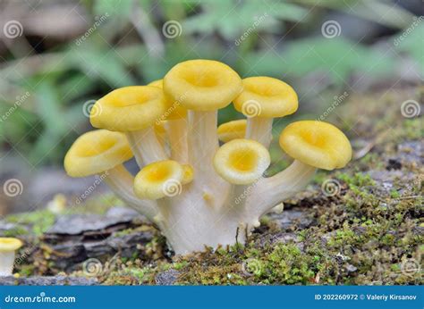 Edible mushrooms on tree 3 stock photo. Image of plant - 202260972