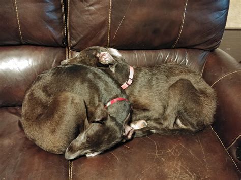 561 best Irish Wolfhound images on Pholder | Aww, Irishwolfhound and