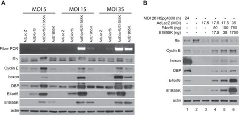 The Human Adenovirus Type 5 E4orf6 E1B55K E3 Ubiquitin Ligase Complex