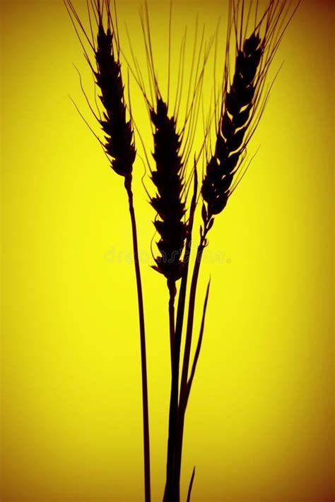 Grain silhouette stock photo. Image of country, wheat - 1170880