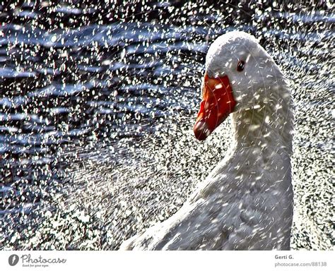 Gans schön spritzig ein lizenzfreies Stock Foto von Photocase