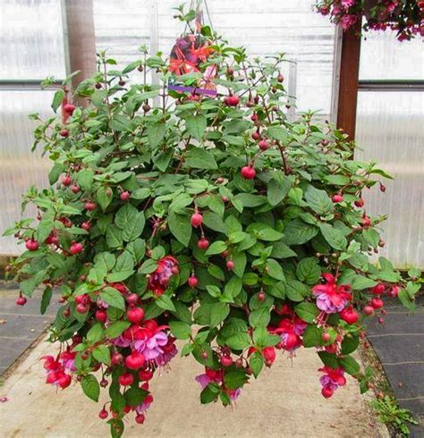 Hanging Basket Fuchsia - Plants4Home