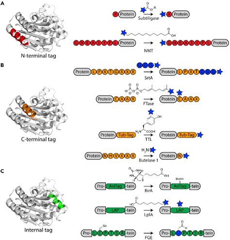 Figure From Site Selective Protein Modification From Functionalized