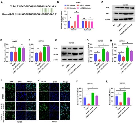 The Tlr Nf B Axis Is A Target Of Mir A The Binding Site Of