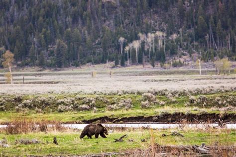 Lamar Valley Yellowstones Best Wildlife Spot