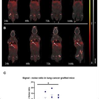 Time Activity Curve Of Zr Dfo Anti Pdl In Both Healthy Mice And