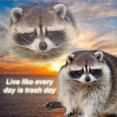 The best Raccoon memes :) Memedroid