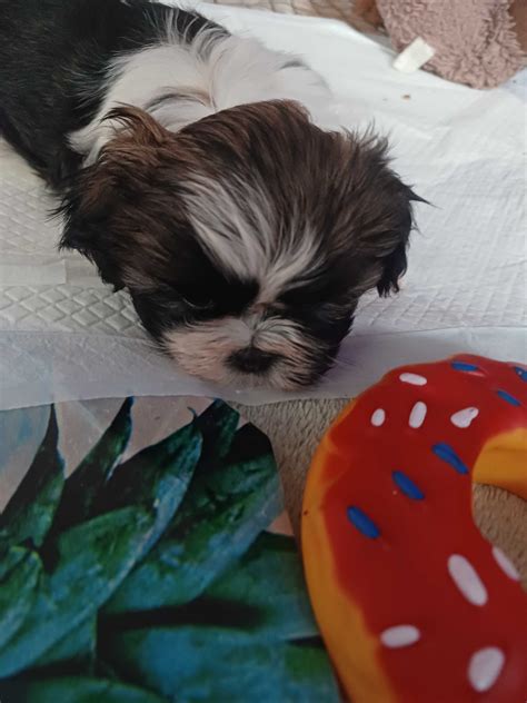 Suczka shih tzu z rodowodem Rachów OLX pl