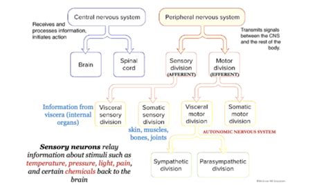 Lecture 15 Nervous System Flashcards Quizlet