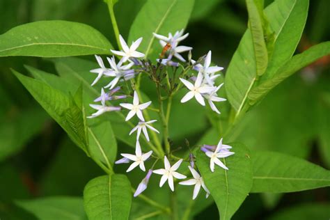 A Guide To Native Plants In North Carolina Our State