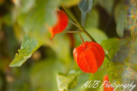 Chinese Lantern Flower Garden My Flower Flowers