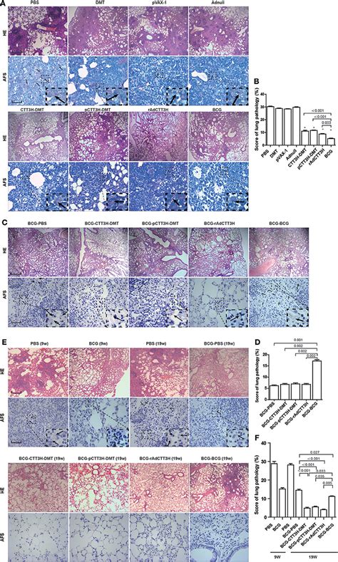 Frontiers Heterologous Boost Following Mycobacterium Bovis Bcg