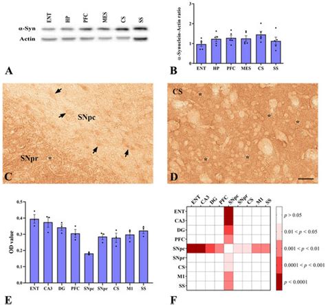 Ijms Free Full Text The Association Between α Synuclein And α