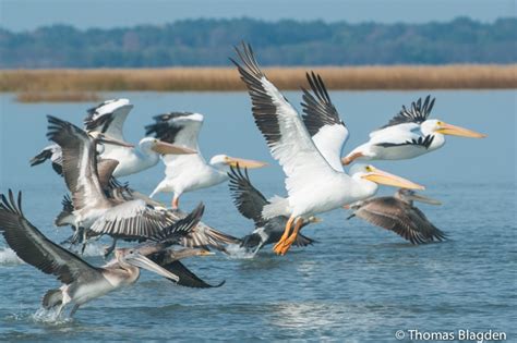 Winter Birding in Cape Romain NWR | Coastal Expeditions Blog