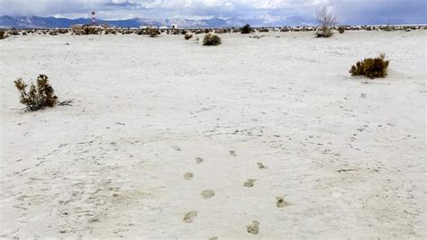 12 000 Year Old Human Footprints Found In New Mexico Archaeology Paleontology Sci