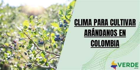 Clima Para Cultivar Ar Ndanos En Colombia Colombia Verde