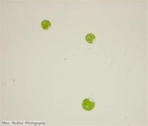 Live Chlamydomonas at 400x | Marc Perkins Photography