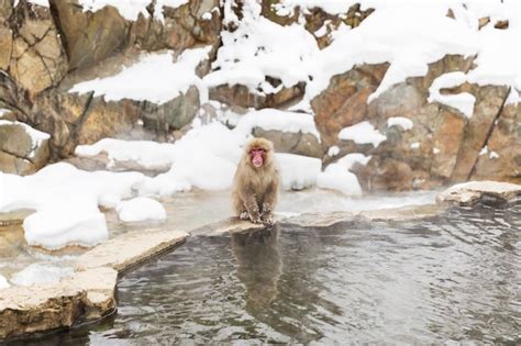 Premium Photo Japanese Macaque Or Snow Monkey In Hot Spring