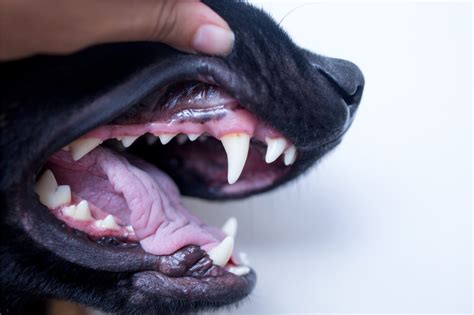 How to Heal Bleeding Gums of Your Dog | Ask Fido