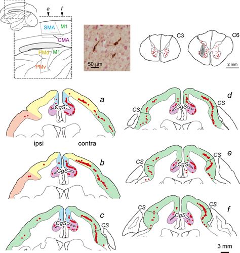 Frontiers Origin Of Multisynaptic Corticospinal Pathway To Forelimb