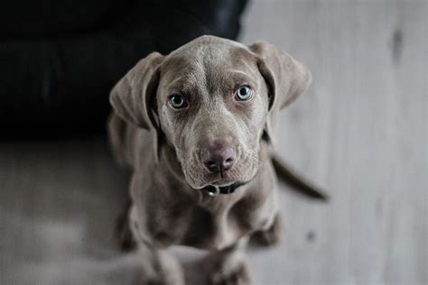 C Mo Puedo Saber Si Mi Perro Tiene C Ncer De Hueso