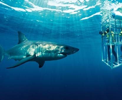 SHARK CAGE DIVING GANSBAAI | Western Cape | Active adventure (ZA)