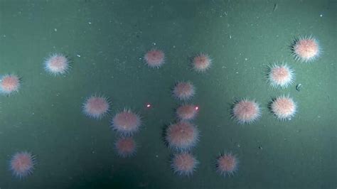 B C S Pink Sea Urchins Are On The Move To Shallower Waters Thanks To