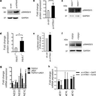 Loss Of Htra In Vsmc Enforces Tgf Signaling And Induces Dual