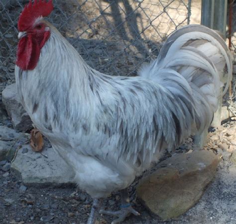 Splash Australorp Hard Run Acres