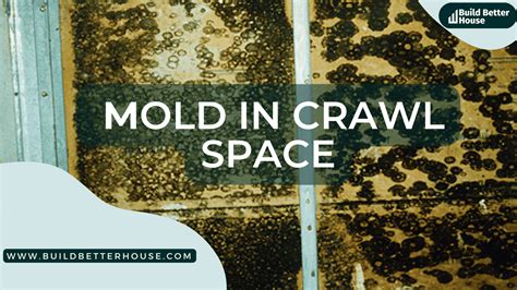 9 Easy Prevention Tips To Fix Mold In Crawl Space - Build Better House