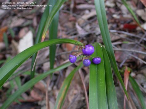 Plant Identification Closed Grass 1 By Ginger749