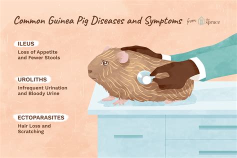 How to Treat the 5 Most Common Guinea Pig Diseases