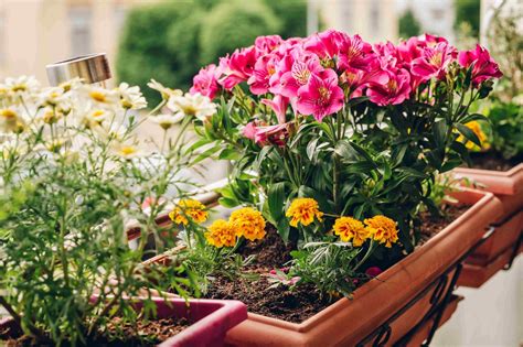 Comment Fleurir Son Balcon Ou Sa Terrasse Auchan Calendrier Jardinier