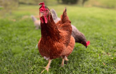 Top 15 Brown Chicken Breeds All Beginner Friendly Chicken Fans