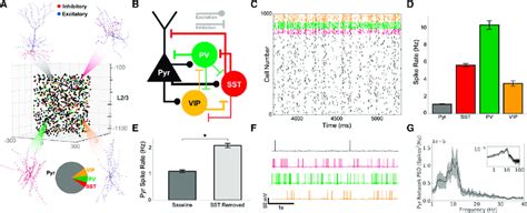 Detailed Models Of Human Cortical L2 3 Microcircuits Reproduce Features