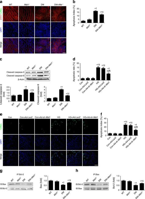 Mst Knockout Regulates The Association Of Bax And Bcl And Reduces