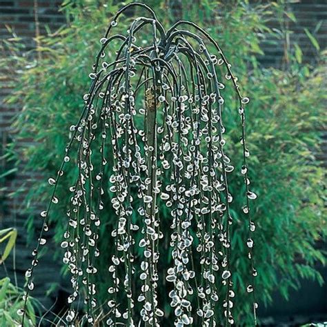 Weeping Pussy Willow Tree Artofit