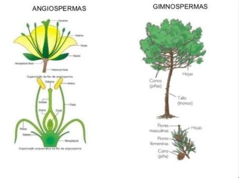 cinco características de las plantas angiospermas y gimnospermas