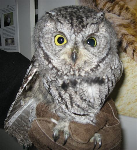 Wildlife Rehabilitation in Utah/Second Chance Wildlife Rehabilitation ...