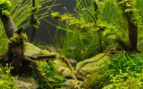 Top 15 Hair Algae Eaters For Freshwater And Reef Aquariums