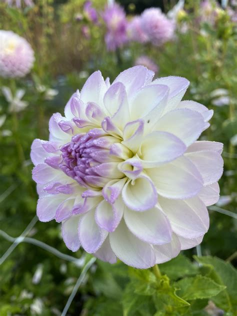 Midnight Moon Soaring Heart Dahlias