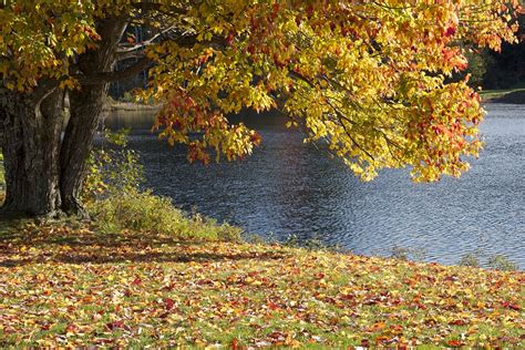 Baum Blätter Herbst Kostenloses Foto auf Pixabay