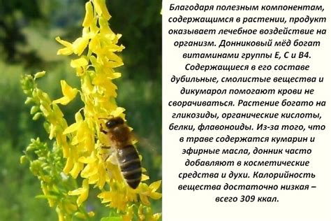 Донниковый мед— полезные свойства и противопоказания, из чего делают
