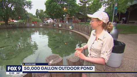 DNR Fish Pond Offers Nature Fix At Minnesota State Fair YouTube