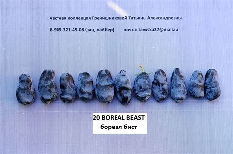 ЖИМОЛОСТЬ №24 — Интернет магазин Татьяны Гречишниковой
