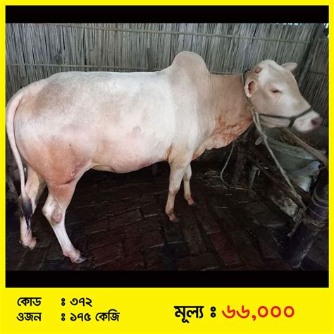Code-372 » ভালোকিনি