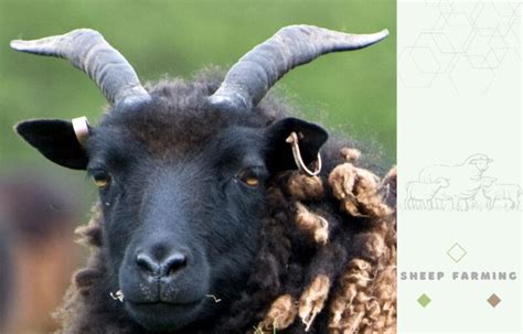 Hebridean Sheep: A very easy breed to raise and excellent for ...